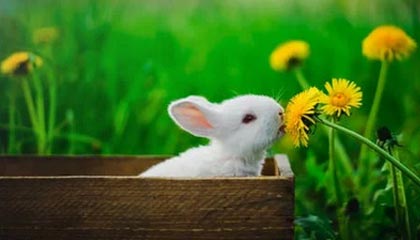 开云体育线上网站-马拉多纳的最后时光：情绪低落 本可能去古巴疗养